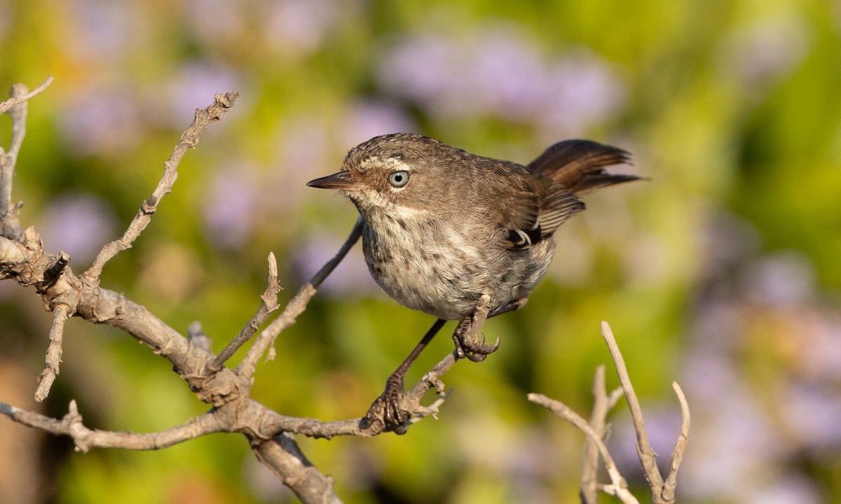 Spotted Scrubwren - ML648098886