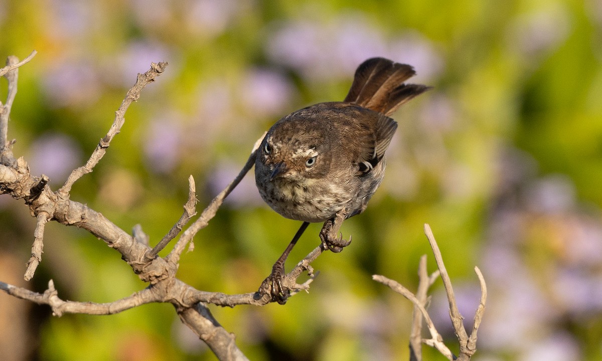 Spotted Scrubwren - ML648098888