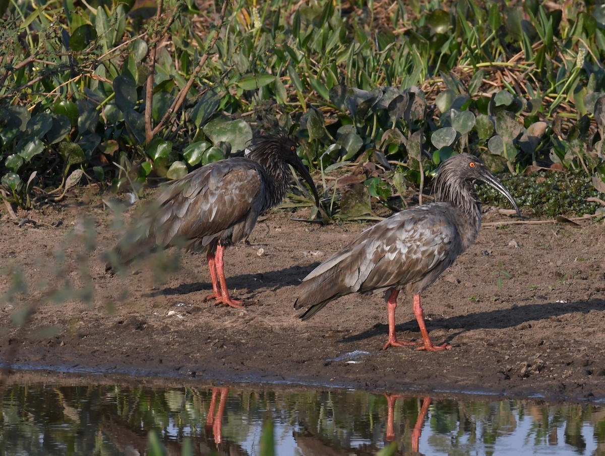 gråibis - ML648099035