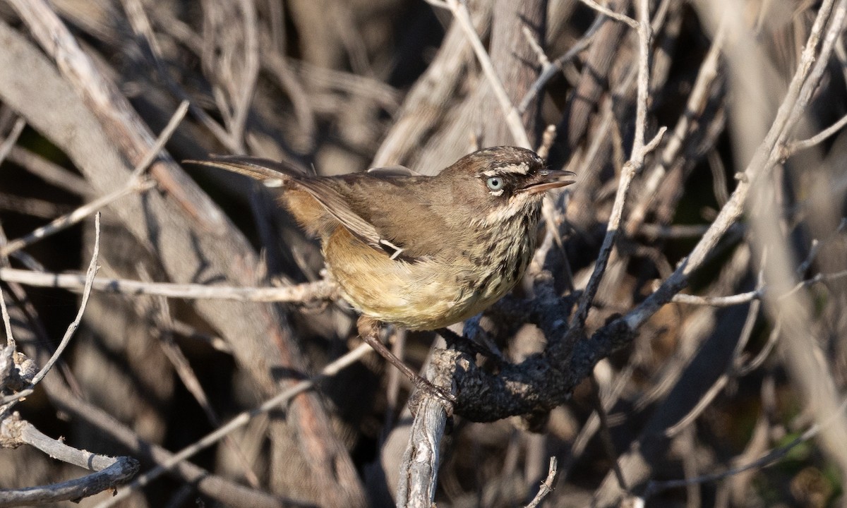 Spotted Scrubwren - ML648099037