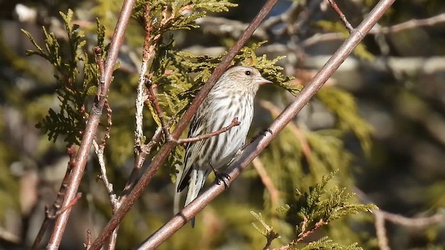 マツノキヒワ - ML648099197