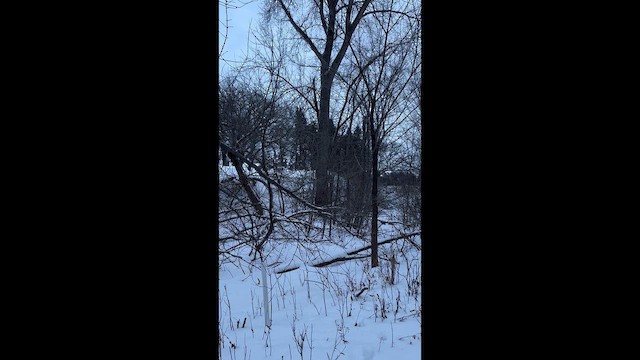 Great Horned Owl - ML648099426