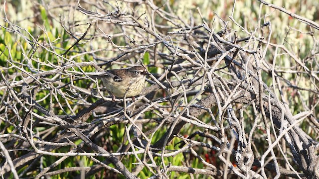 Spotted Scrubwren - ML648099815