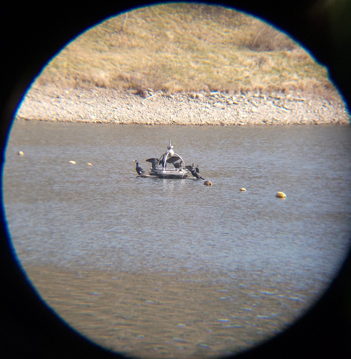 storskarv - ML648099881