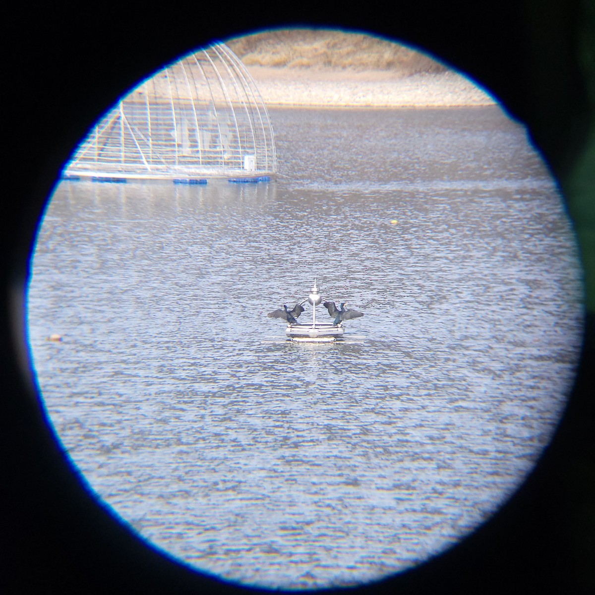 storskarv - ML648099882