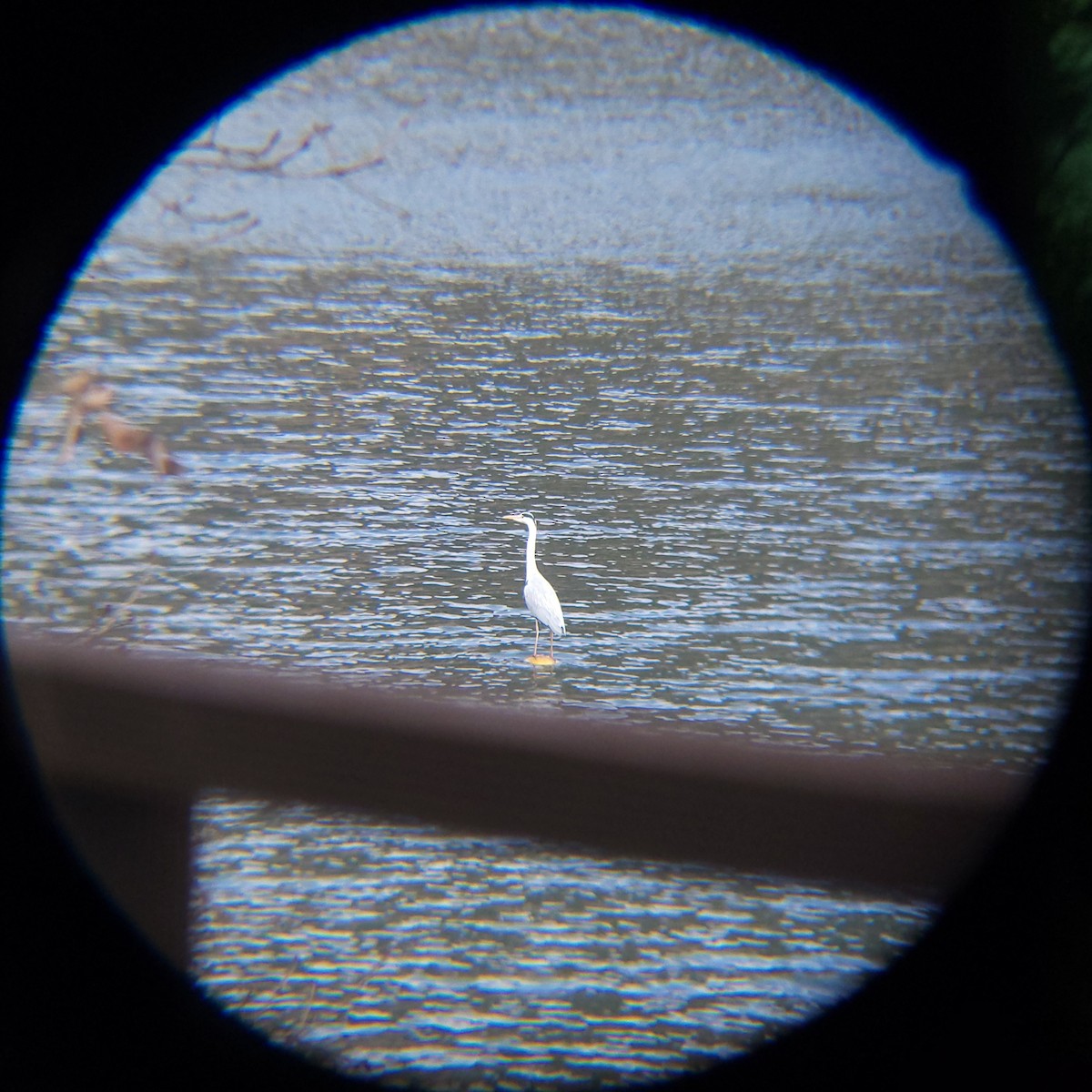 gråhegre - ML648099906