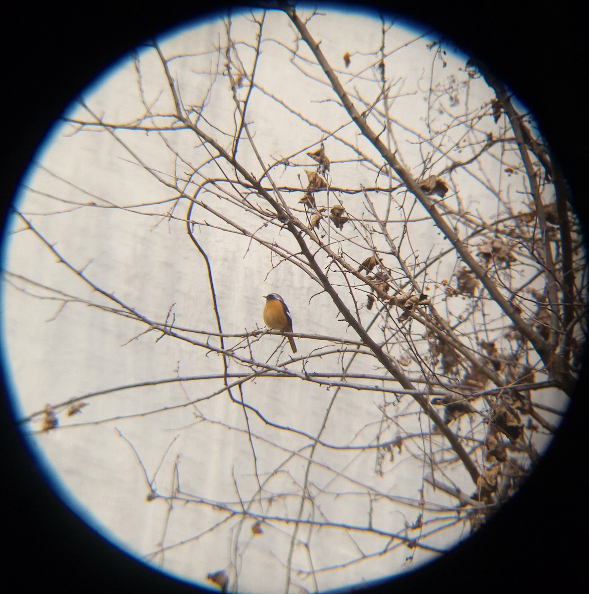 aurorarødstjert - ML648099913