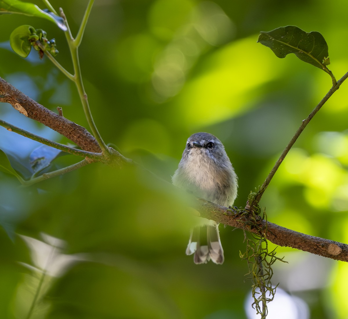 Grauwangengerygone - ML648101472