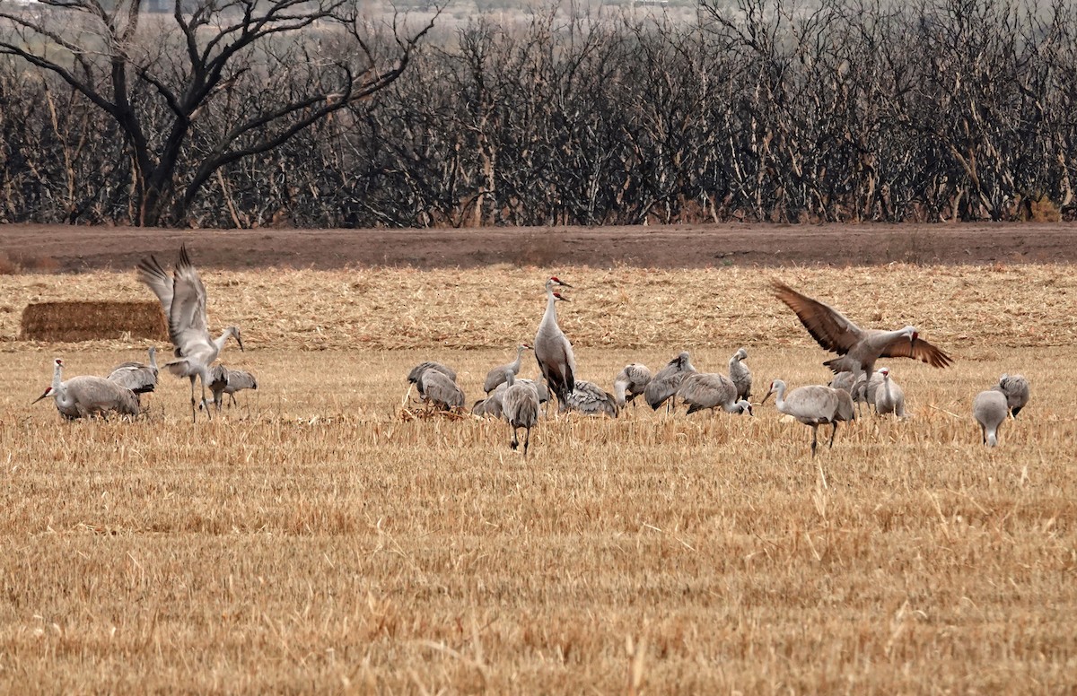 Журавель канадський - ML648101712