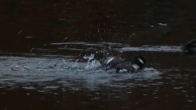 ヒメハジロ - ML648101731