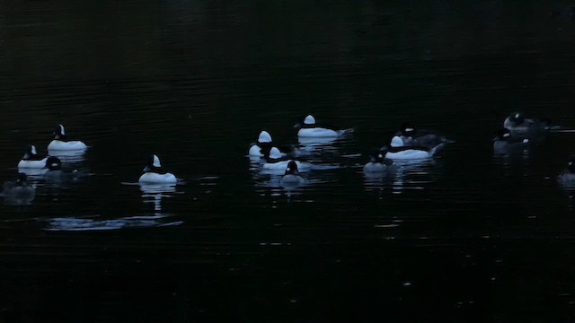 ヒメハジロ - ML648101787