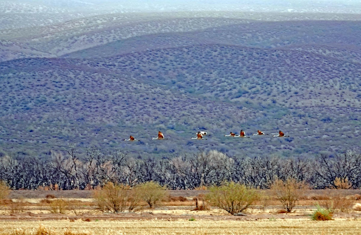 Журавель канадський - ML648102125