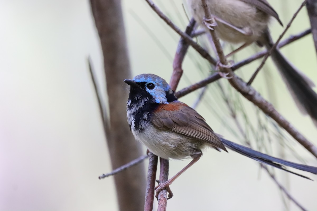 Değişken Peribülbülü - ML648102339