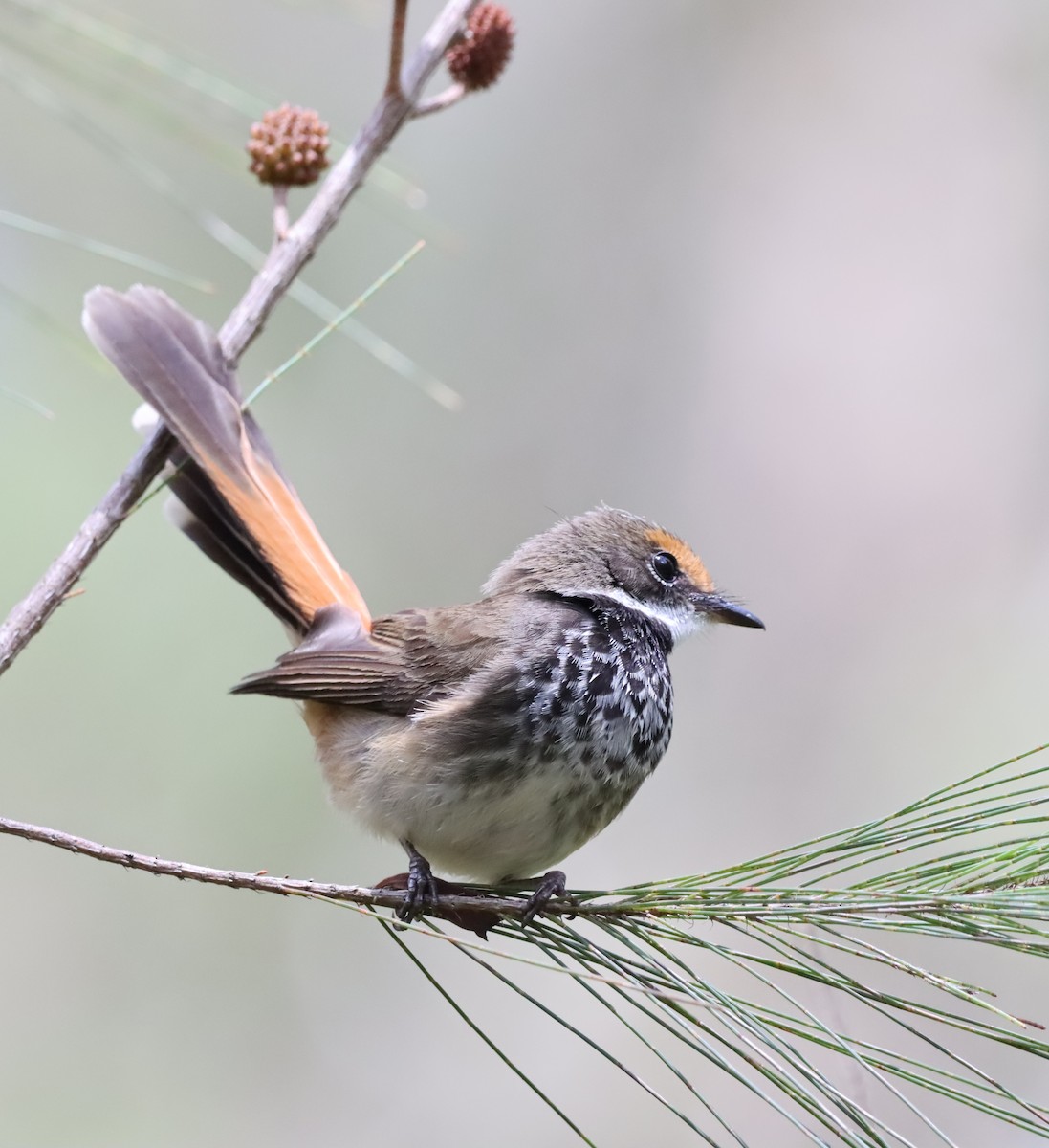 Avustralya Kızıl Katmerkuyruğu - ML648102348