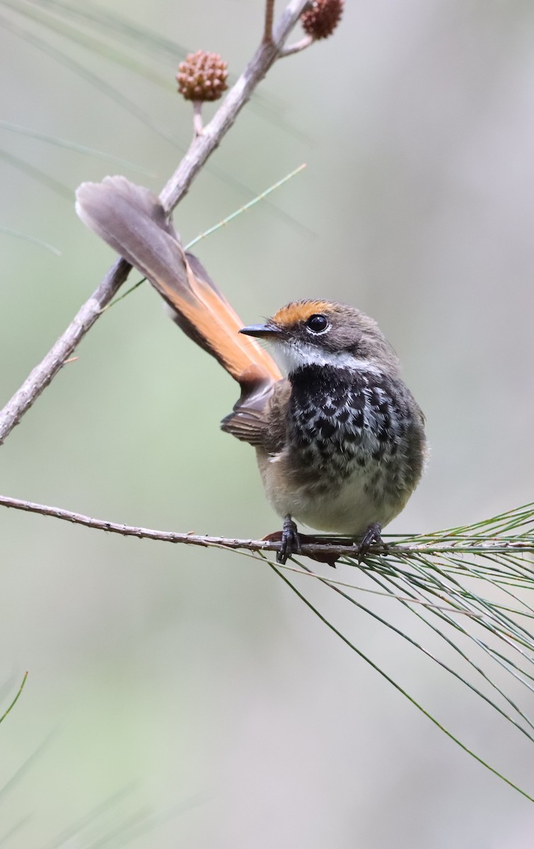 Avustralya Kızıl Katmerkuyruğu - ML648102349