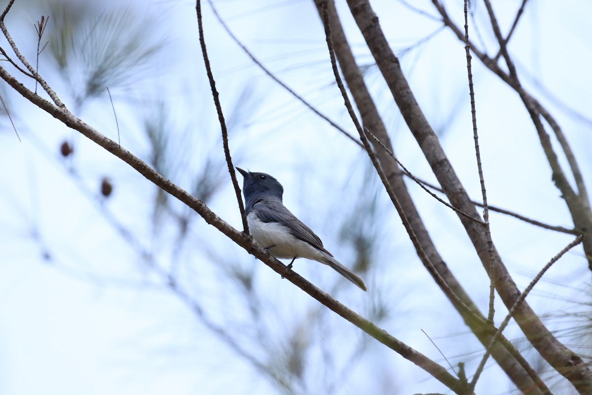 Kurşuni Monark - ML648102359