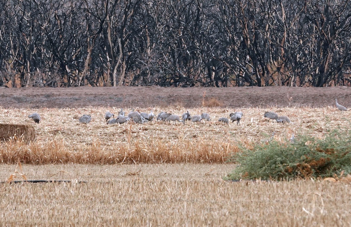 Журавель канадський - ML648102919