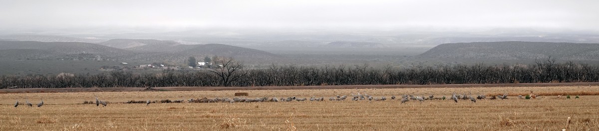 Журавель канадський - ML648103053