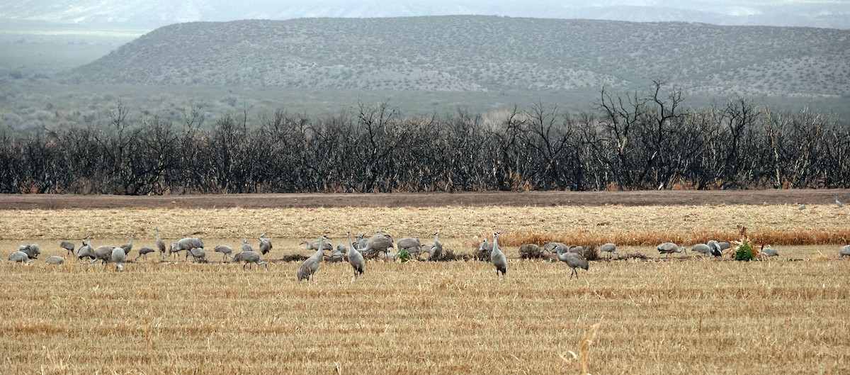 Журавель канадський - ML648103190