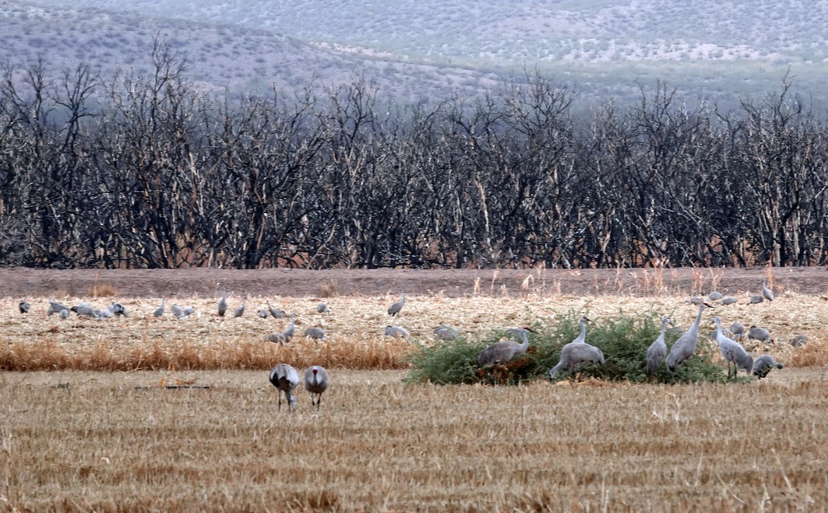 Журавель канадський - ML648103337