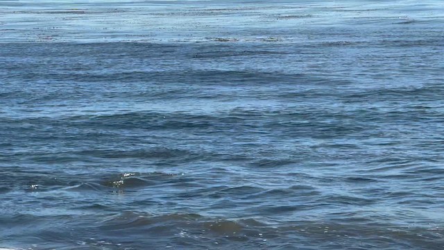 cormorant sp. - ML648103715