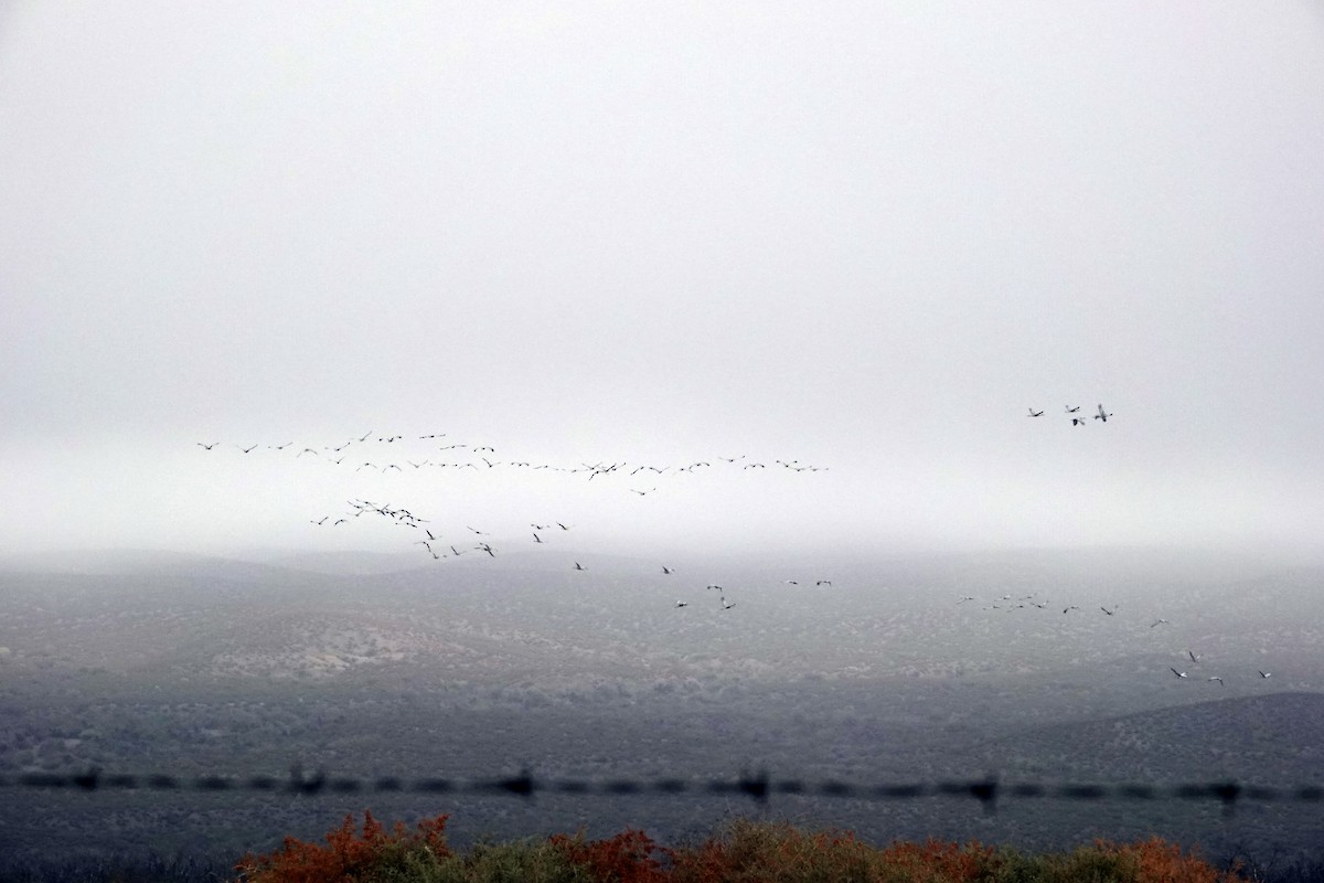 Журавель канадський - ML648103771