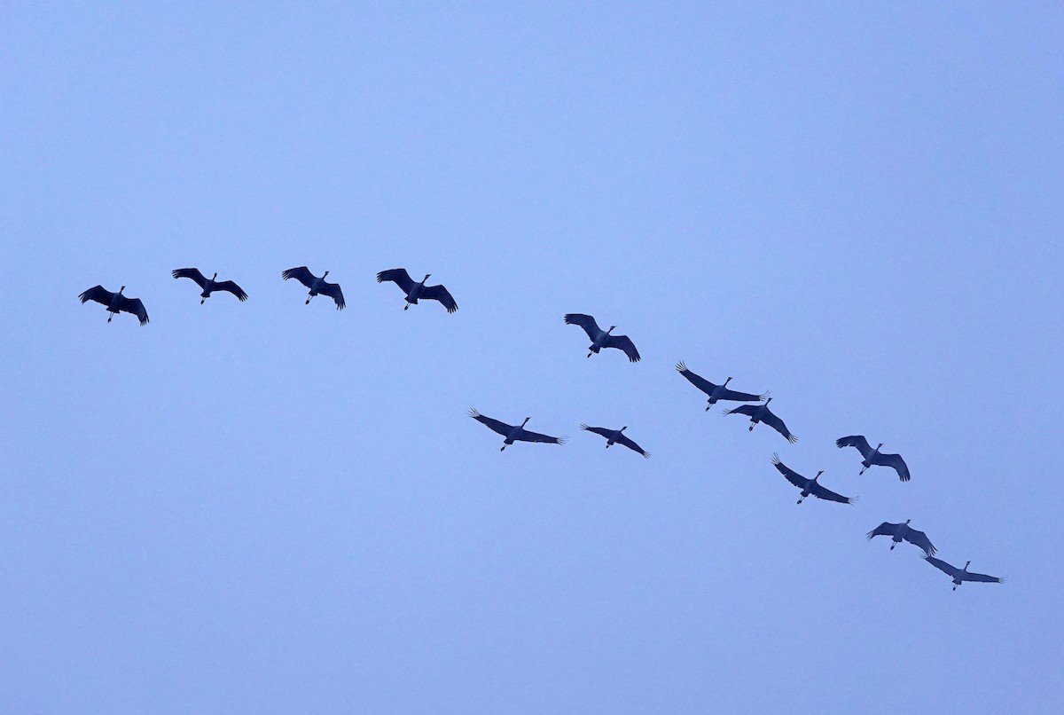 Журавель канадський - ML648104075