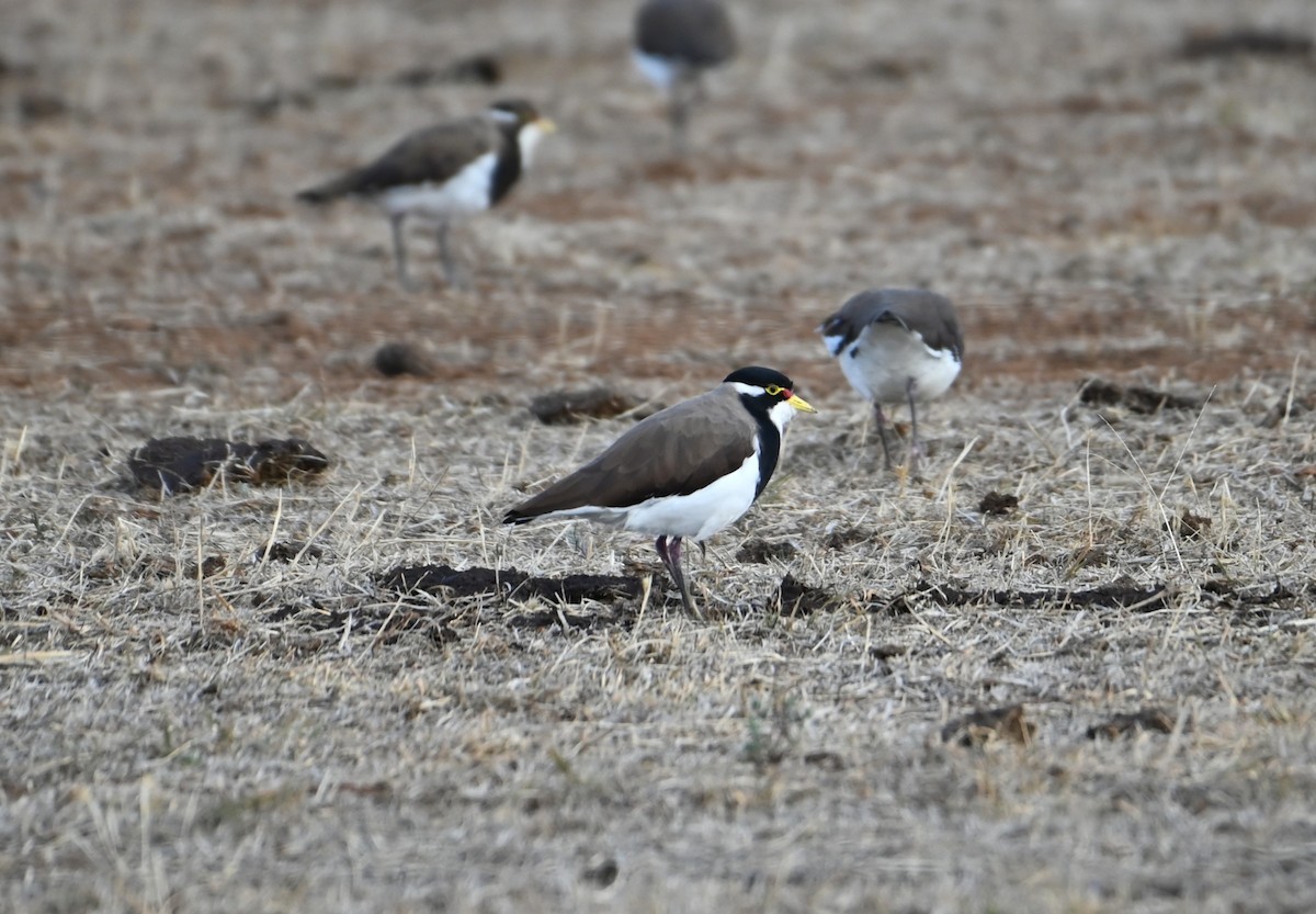 eBird Checklist - 3 Jan 2026 - Patho Plains IBA - 15 species