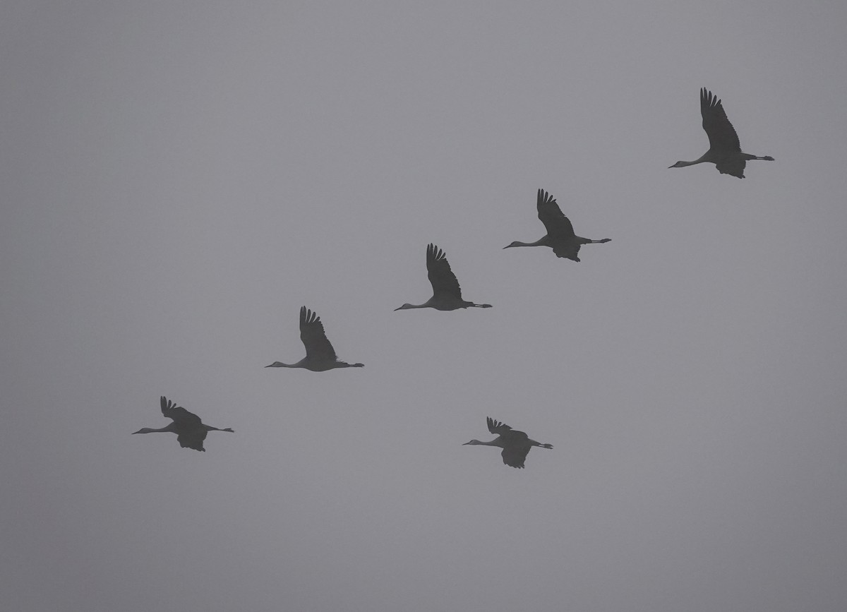 Журавель канадський - ML648104146