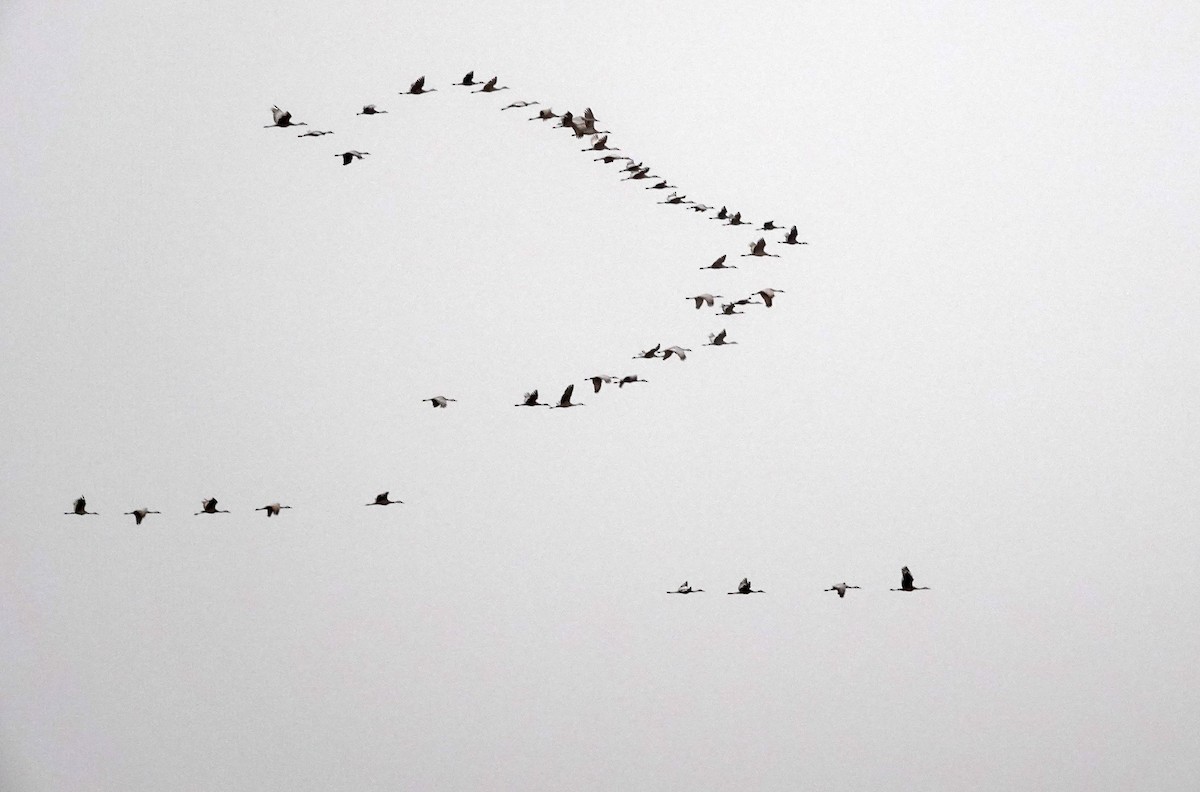 Журавель канадський - ML648104203