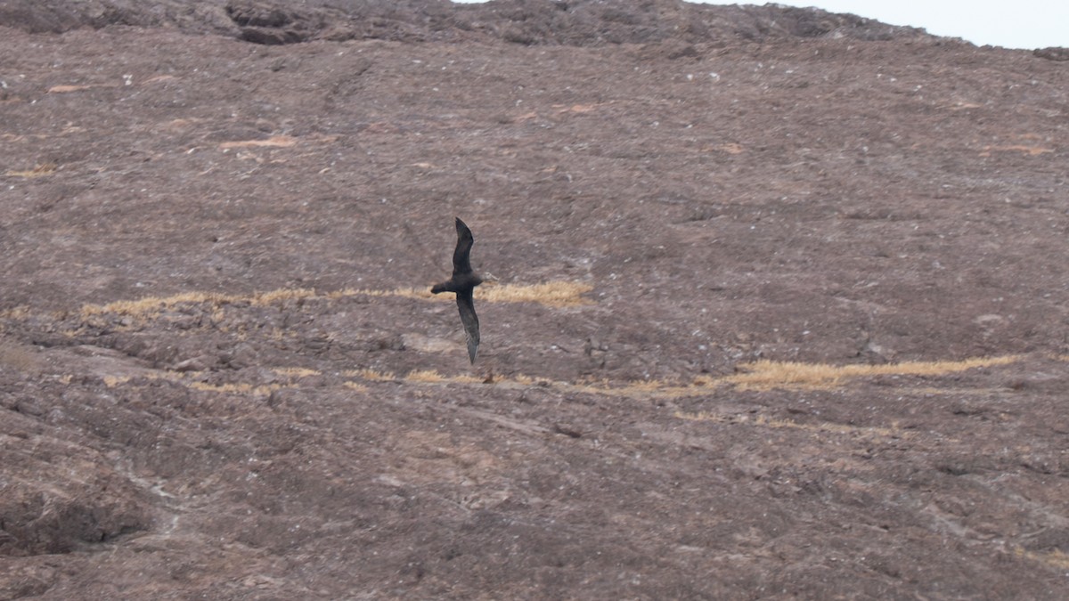 Южный гигантский буревестник - ML648104437