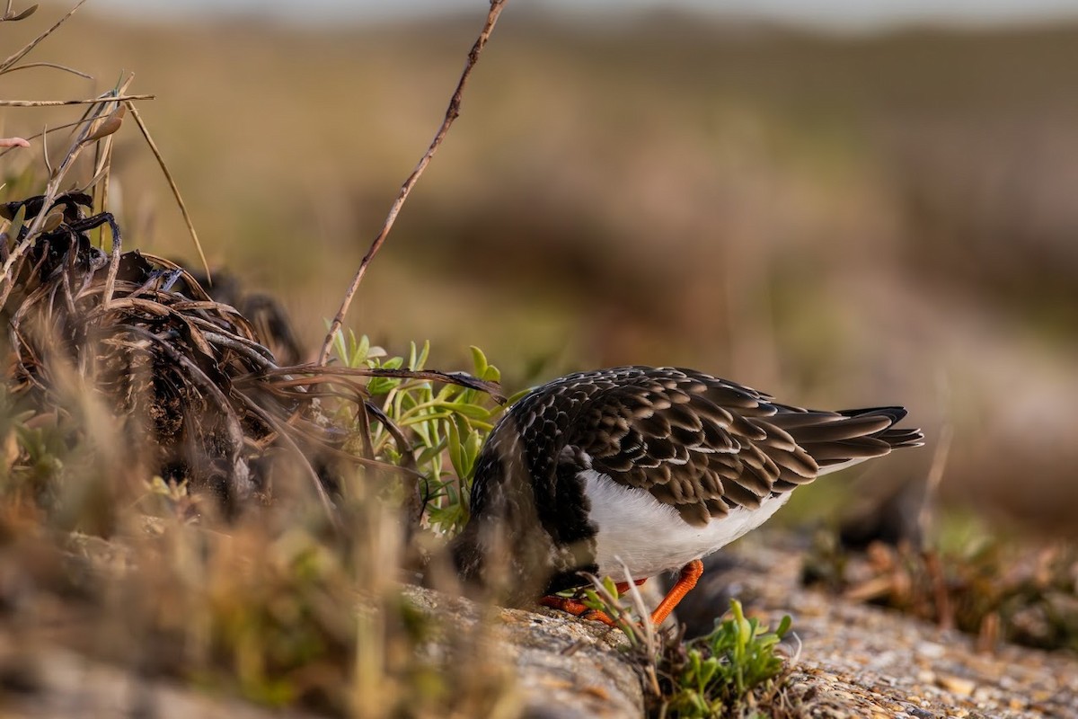 Ruddy Turnstone - ML648105137