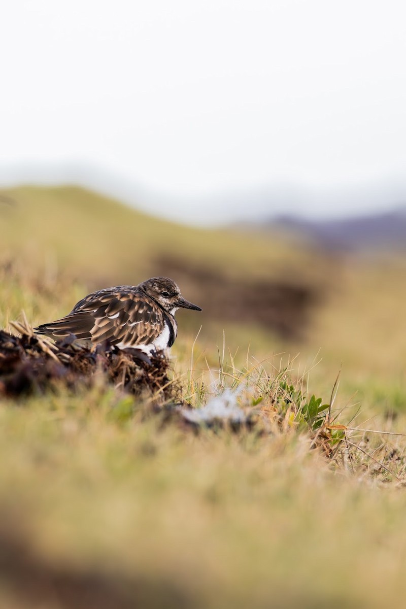 Ruddy Turnstone - ML648105143