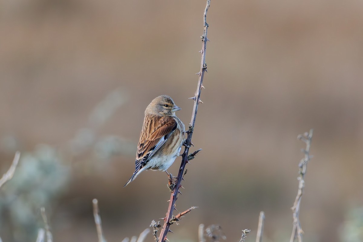 Eurasian Linnet - ML648105146