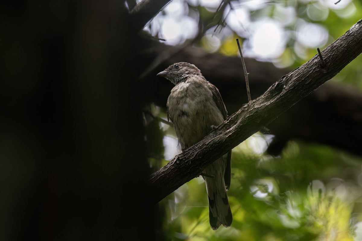 Scaly-throated Honeyguide - ML648105598