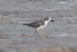 kulík menší/tibetský/větší - ML648105793