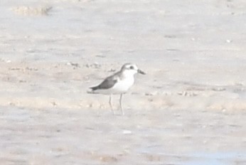 kulík menší/tibetský/větší - ML648105794