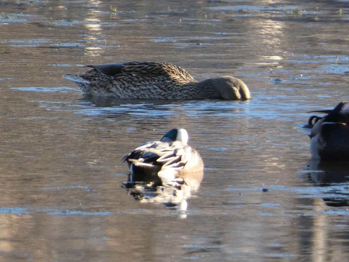 American Wigeon - ML648106956
