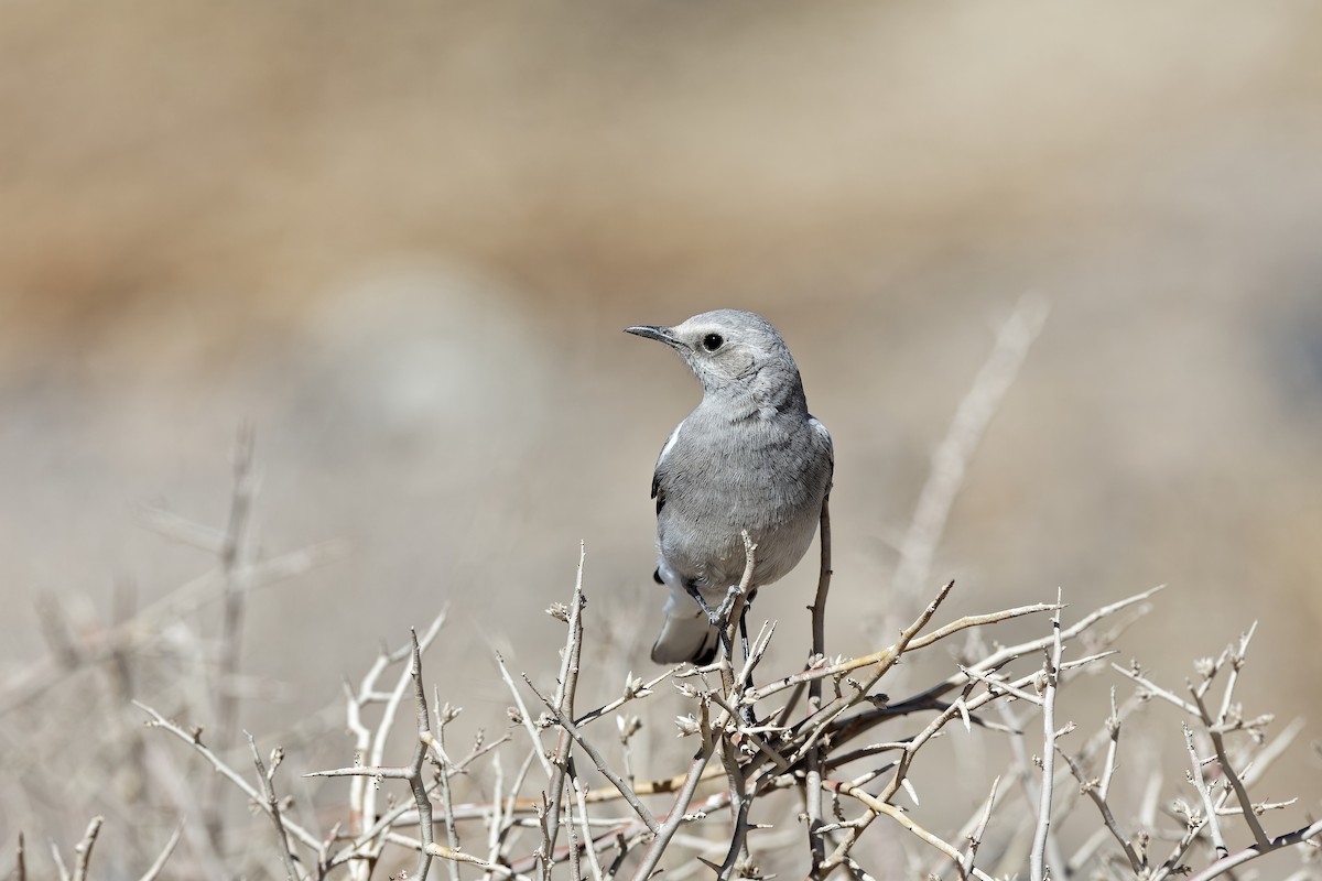 Mountain Chat - ML648107219