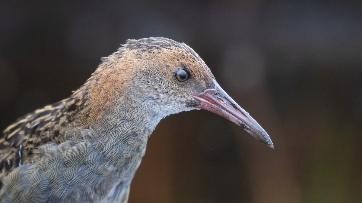 eBird Checklist - 3 Jan 2026 - Lake Innes Nature Reserve - 45 species