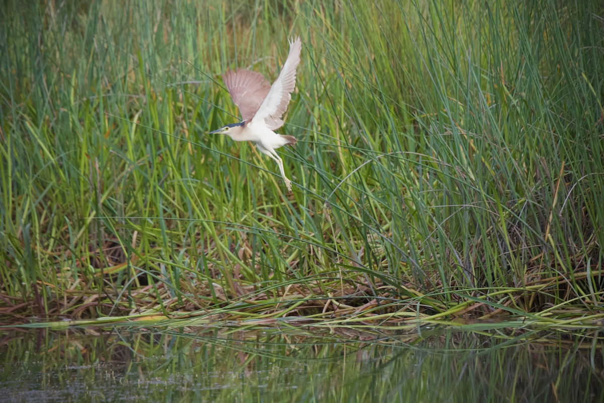 Nankeen Night Heron - ML648107291