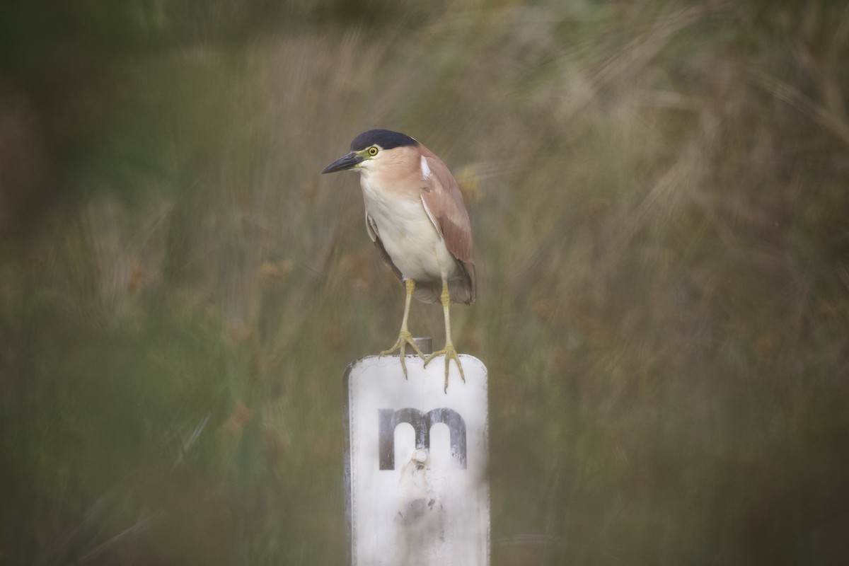 Nankeen Night Heron - ML648107293
