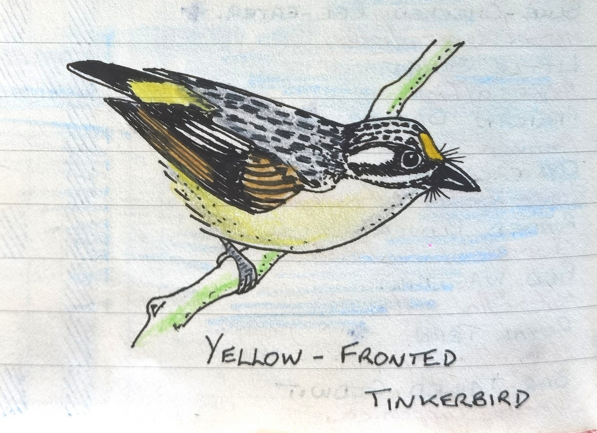 キビタイヒメゴシキドリ - ML648108076