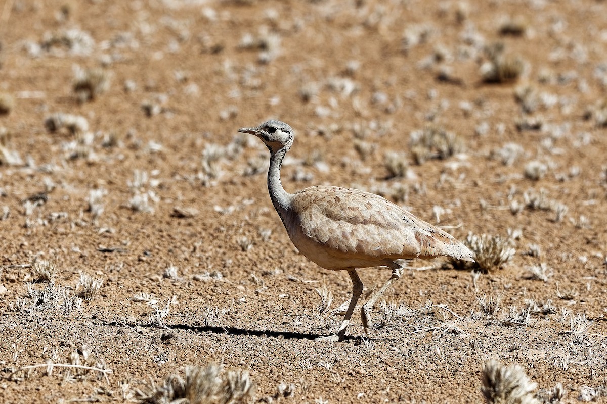 Rüppell's Bustard - ML648108245