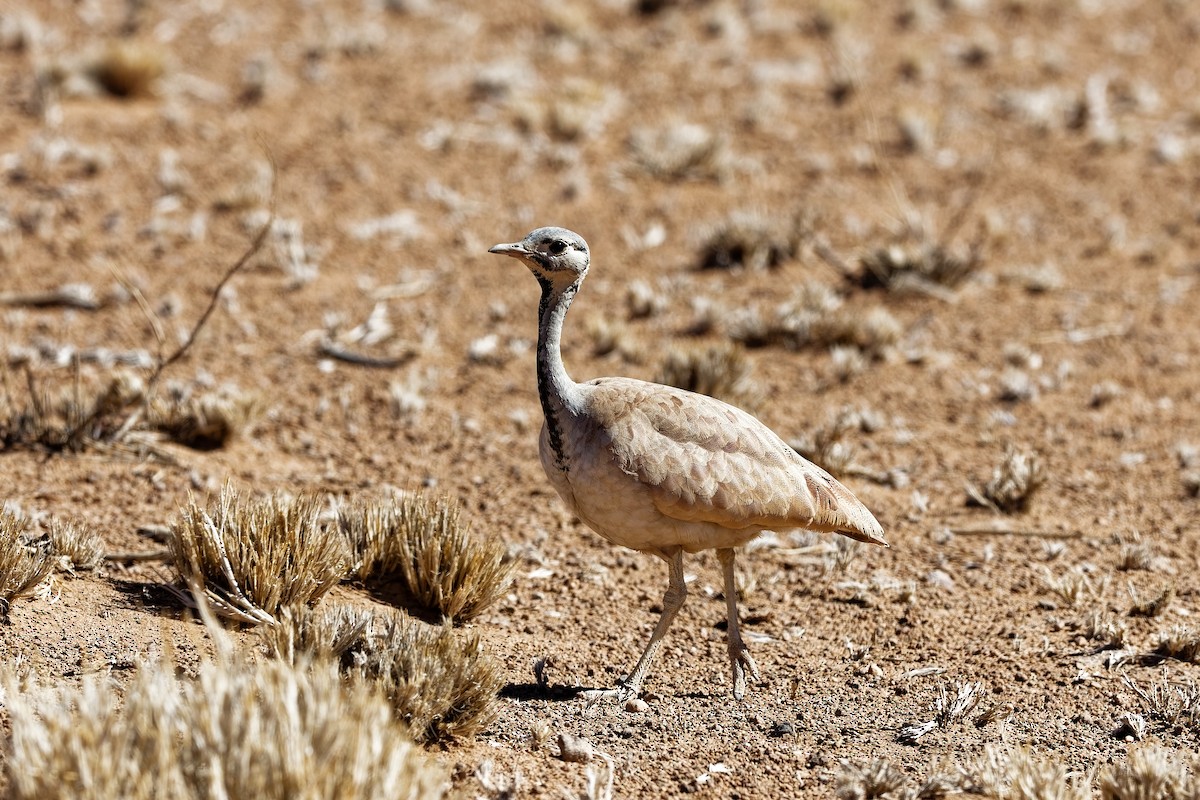 Rüppell's Bustard - ML648108247