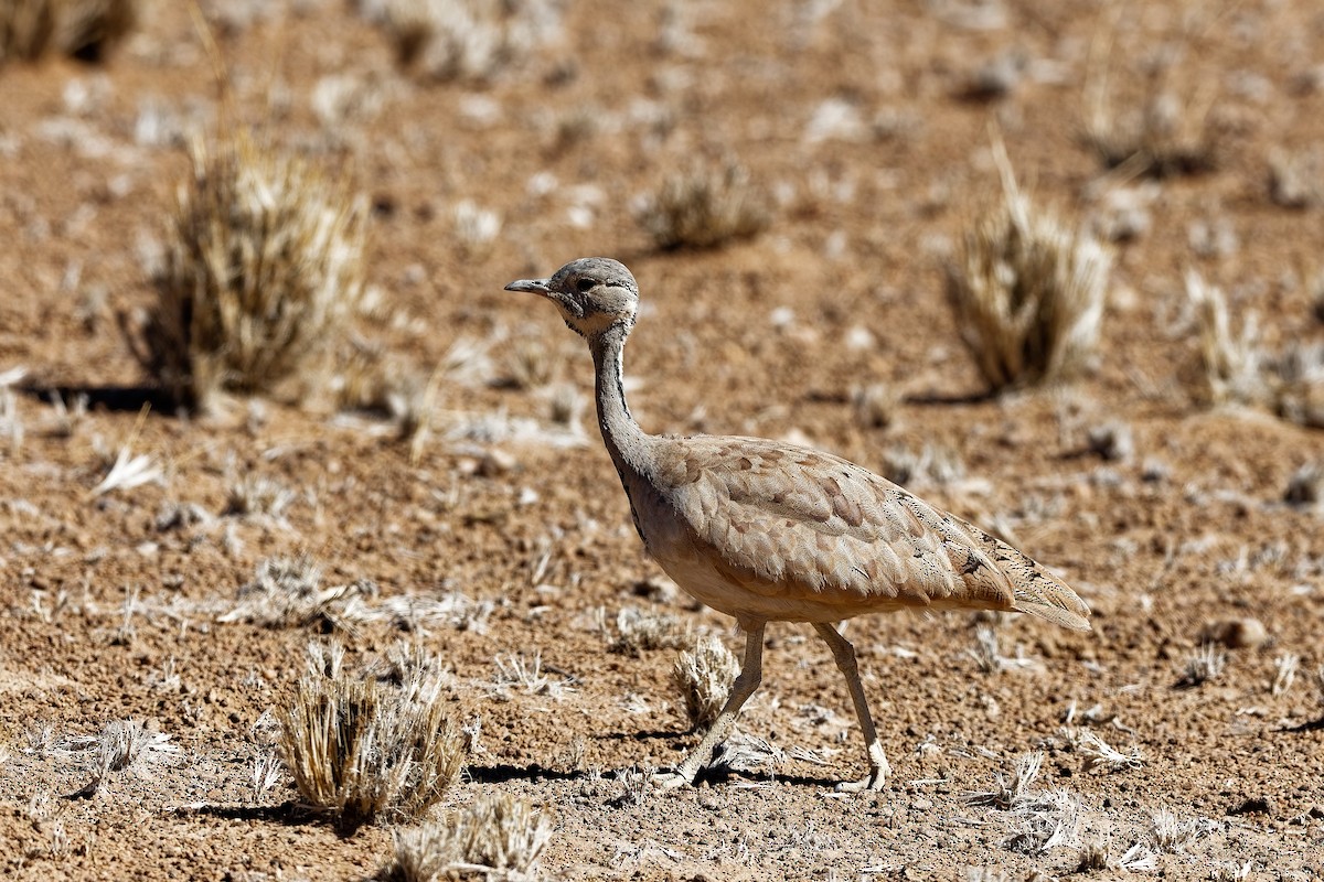 Rüppell's Bustard - ML648108248