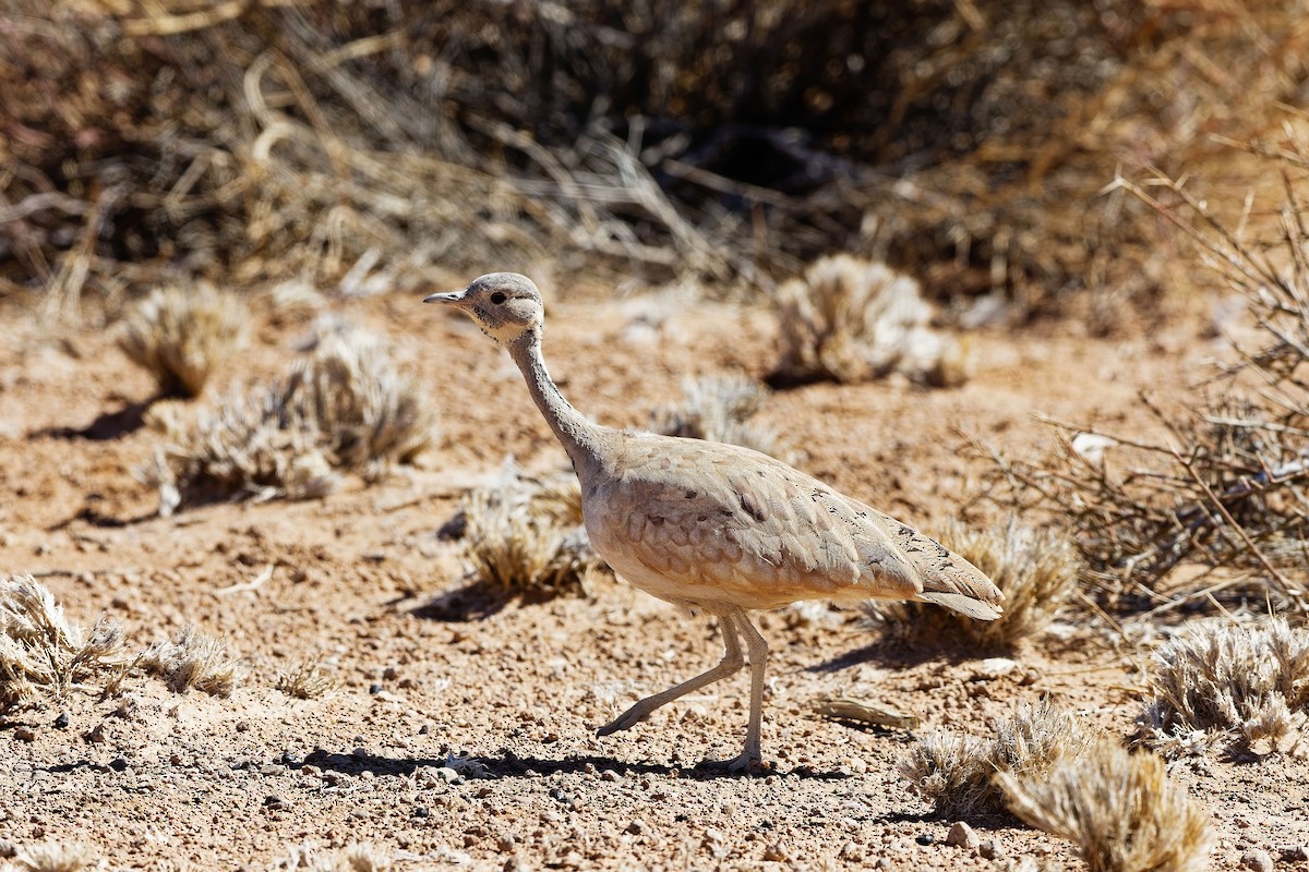 Rüppell's Bustard - ML648108252