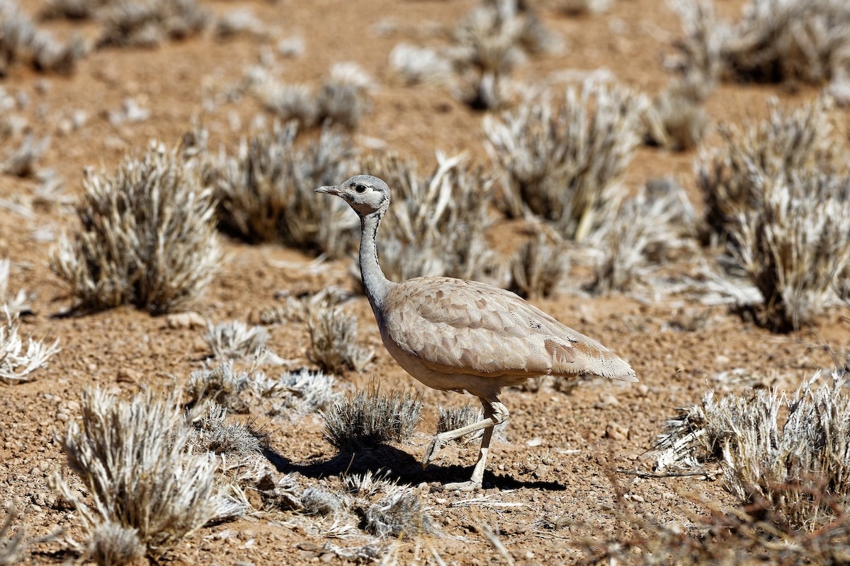 Rüppell's Bustard - ML648108253