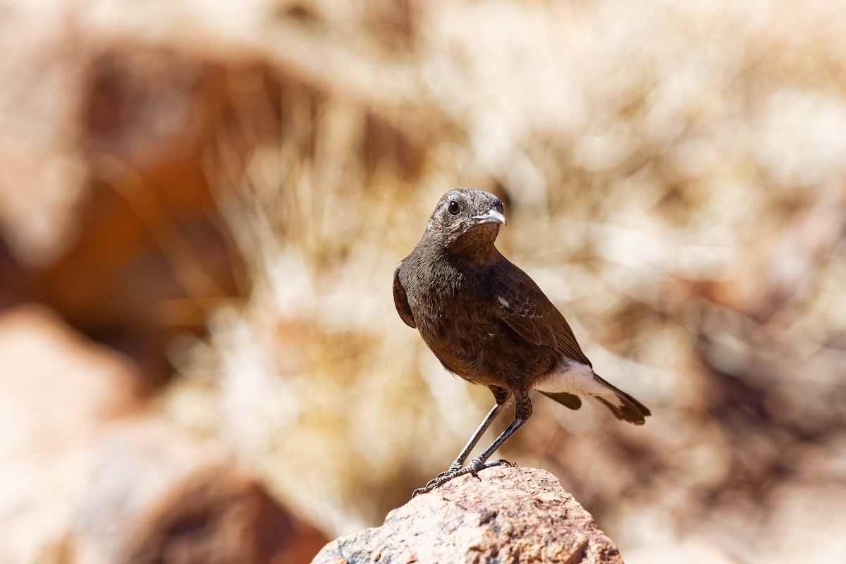 Mountain Chat - ML648108272