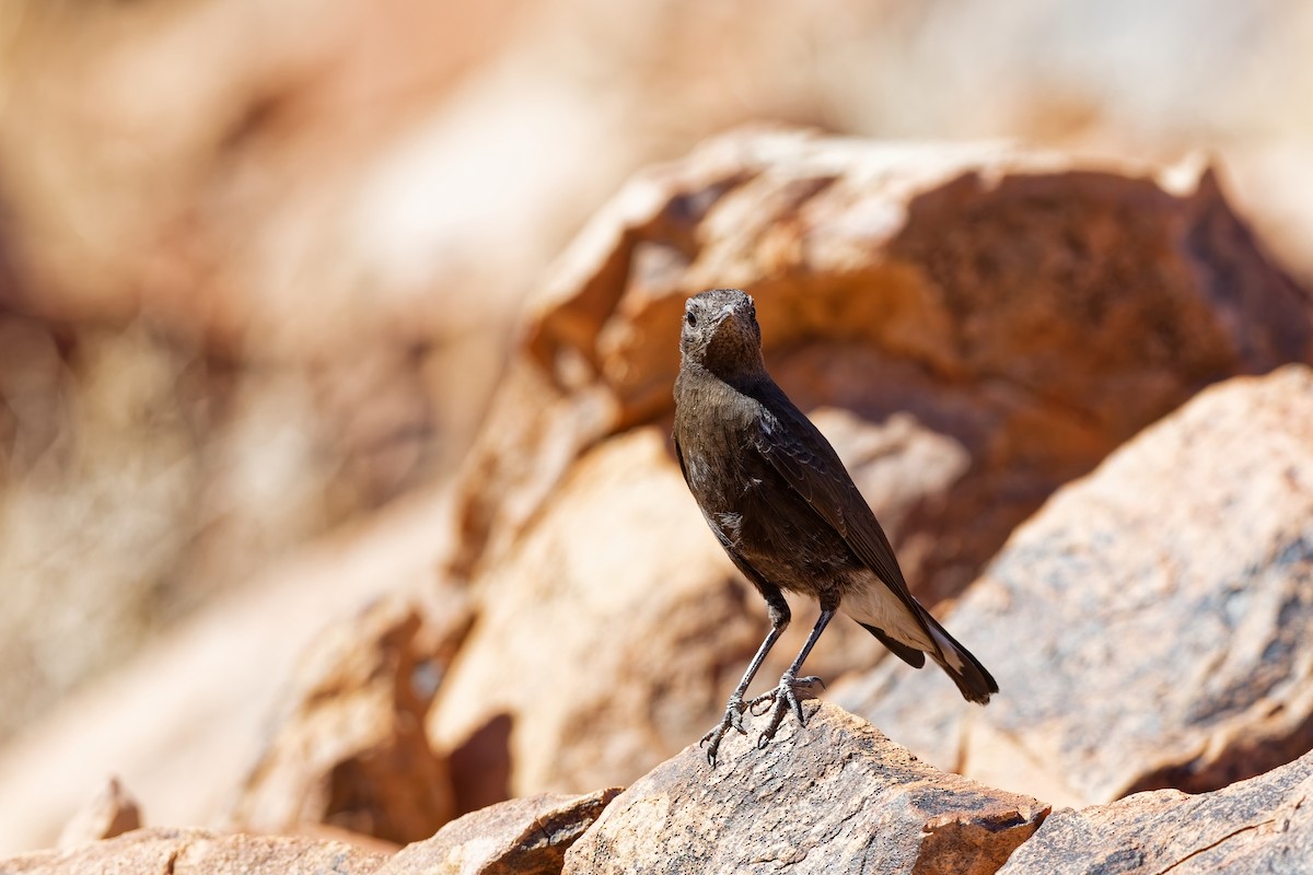 Mountain Chat - ML648108273